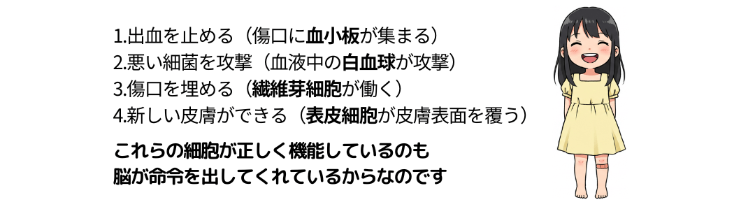 傷が治癒する過程